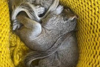 Watch: Dashboard warning lights lead to baby squirrel discovery