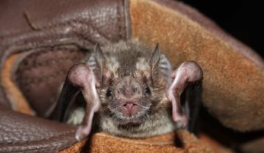 Vampire Bats Are Moving into the US and Scientists Worry They Could Spread a Fatal Zombie Deer Disease to Humans