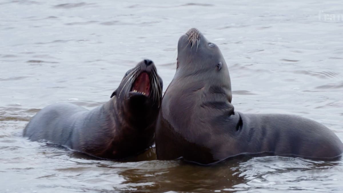 Reports of marine mammal bite at Dunedin beach – person rushed to hospital