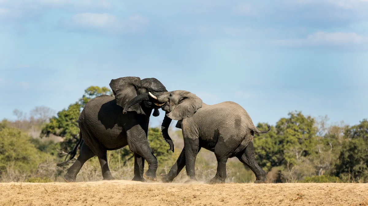 Elephants fighting in nature