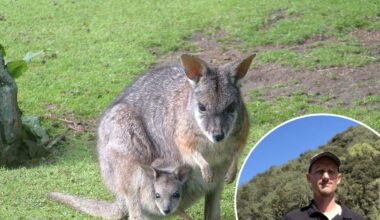 Wallaby warning for Hawke’s Bay: Like ‘rabbits on steroids’