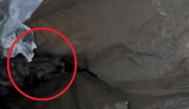 Kittens dumped in plastic bag in Sydney bush saved by walker