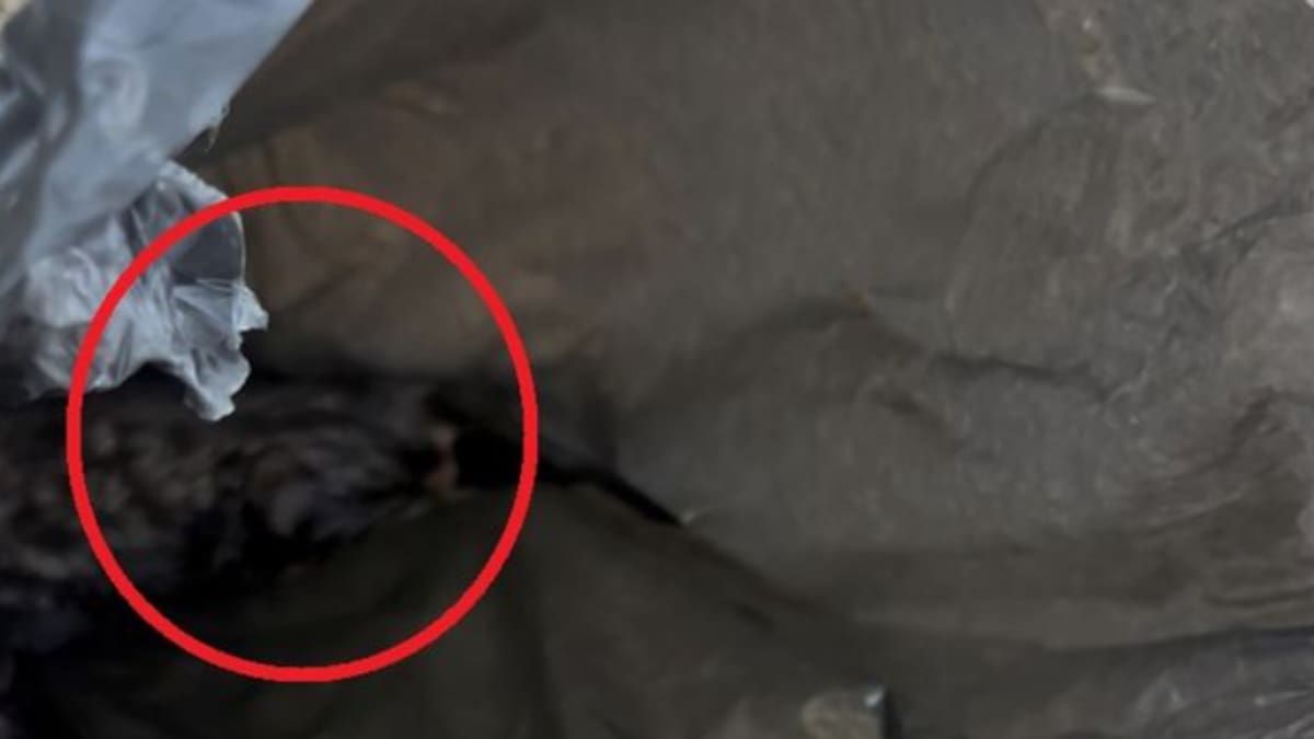 Kittens dumped in plastic bag in Sydney bush saved by walker