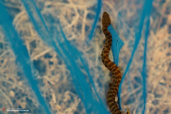 Falkenjagd 1 600x401