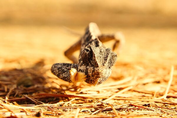 Falkenjagd 78 600x401