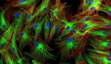 Fibroblast subtype found to be essential for coordinating immune cells within lymph nodes