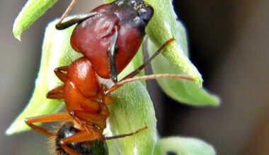 "They actually perform amputations. Those that injure their legs above the femur have their whole leg lopped off..."