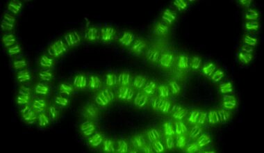 Fluorescent Anabaena