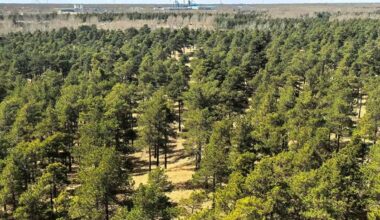 China Is Trying to Grow New Forests in This Notorious Mega-Desert. It’s Working