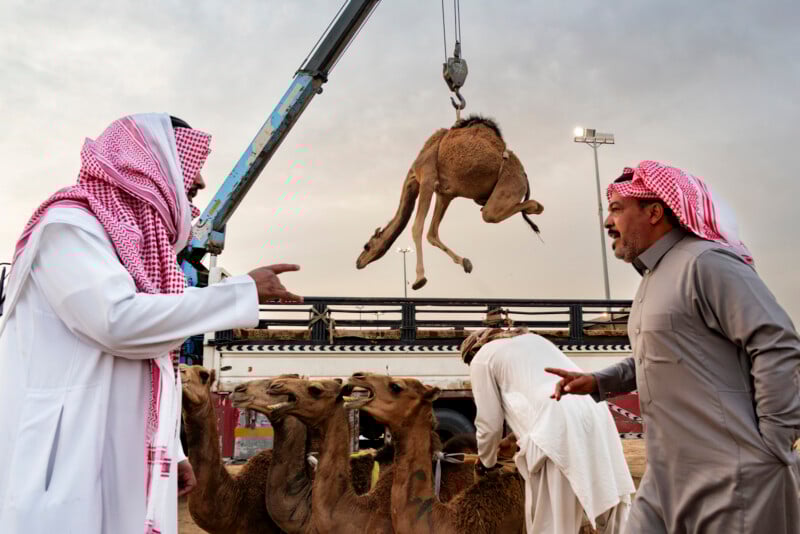 Two men in traditional Middle Eastern clothing gesture and speak as a camel is lifted by a crane, while other camels and people are nearby, possibly at a market or festival, under a partly cloudy sky.