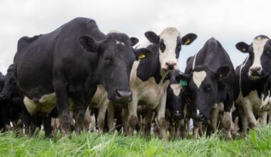 Global Dairy Trade: Prices fall again amid milk fat weakness and geopolitical pressures