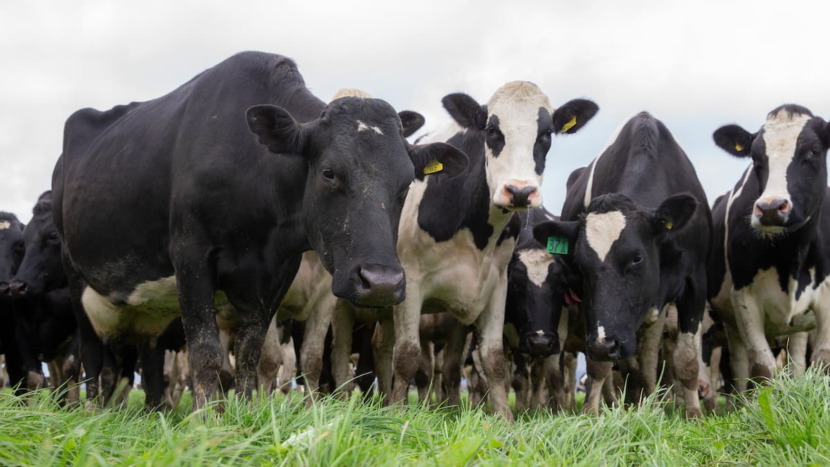 Global Dairy Trade: Prices fall again amid milk fat weakness and geopolitical pressures
