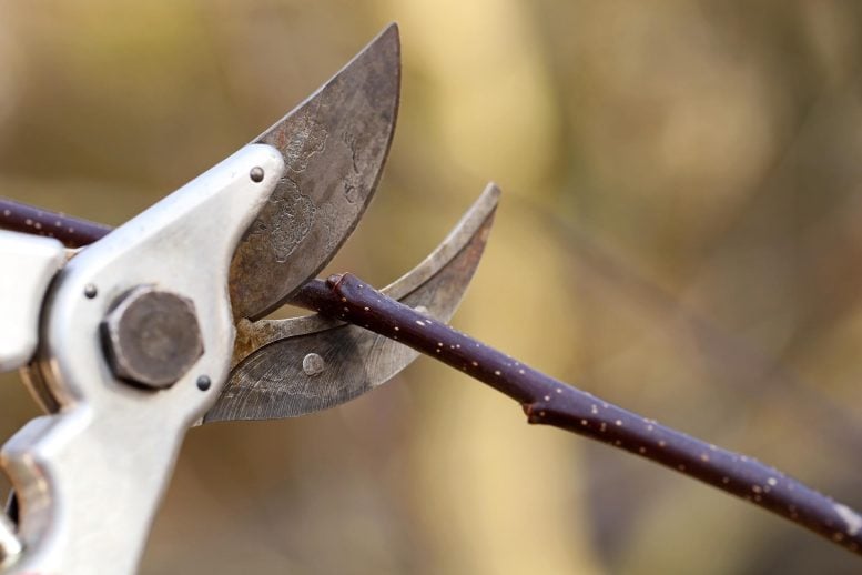 Gardening Cutting Tree Branch