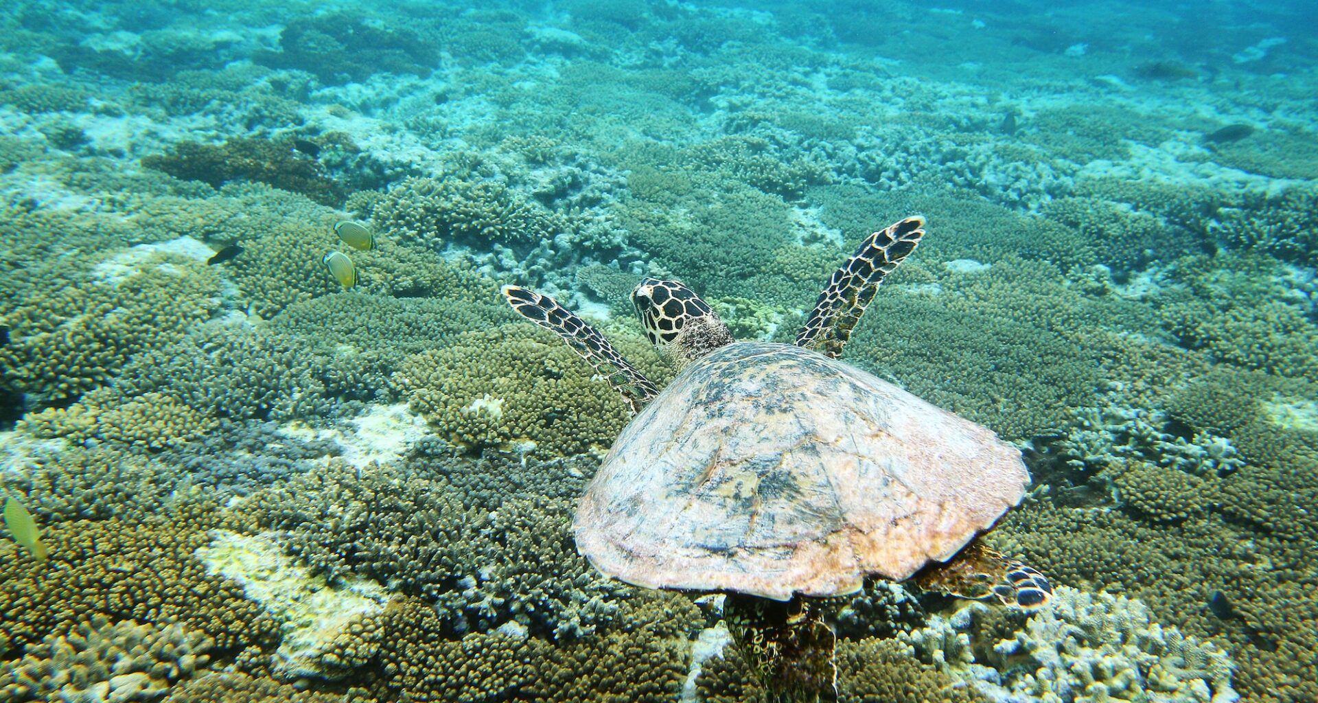 Meet This Critically Endangered Hawksbill Turtle Who Swam Home