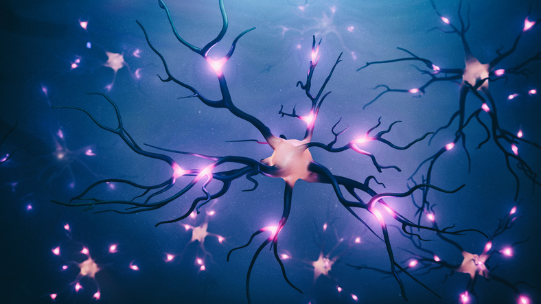 Neurons