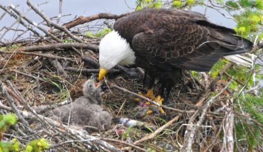 See Famous Bald Eagles' Chicks