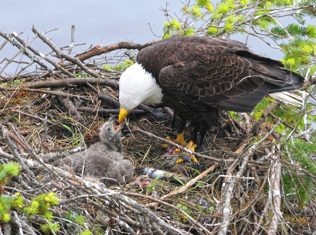 See Famous Bald Eagles' Chicks