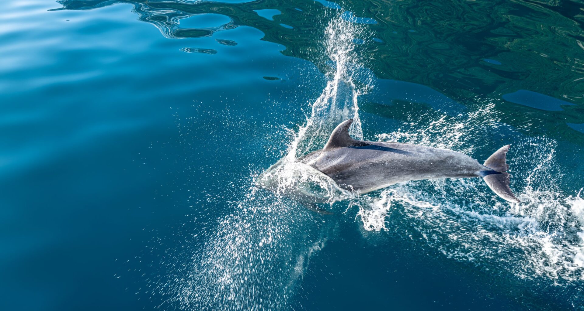 SPCA takes on big fish in cameras-on-boats feeding frenzy