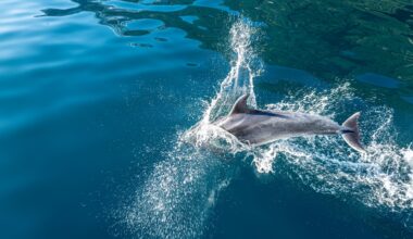 SPCA takes on big fish in cameras-on-boats feeding frenzy