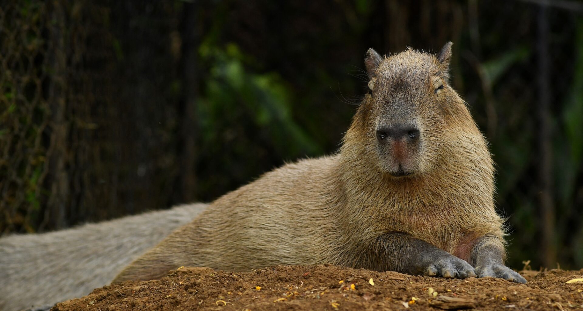 Zoo Shares Update on Missing Capybara Samba After Escape