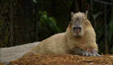 Zoo Shares Update on Missing Capybara Samba After Escape