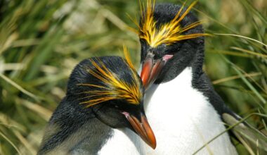 Two macaroni penguins show affection, Livingstone Island, Antarctica.
