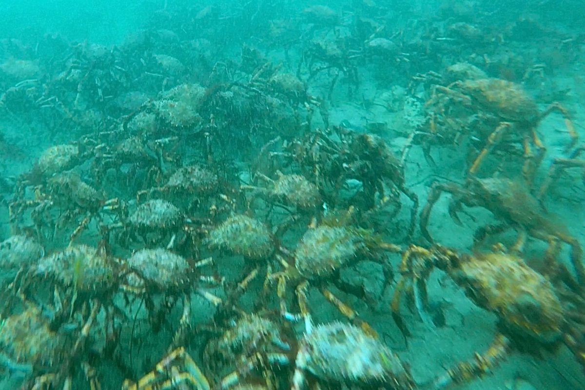 Giant spider crabs at Port Phillip Bay in Australia