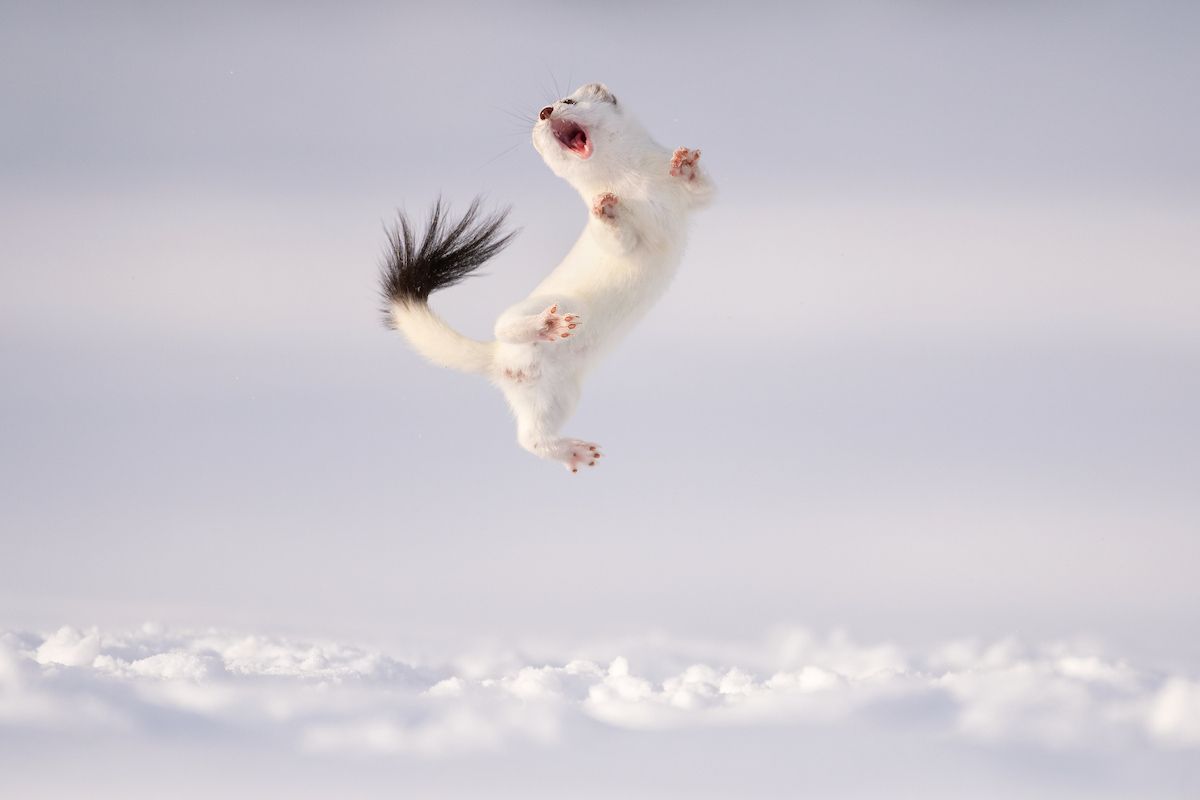 Image may contain Animal Mammal Rat Rodent Wildlife and Weasel
