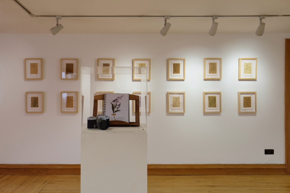 HERBARIUM OF PHOTOGRAPHIC EMULSIONS, Ards Art Centre, 2023