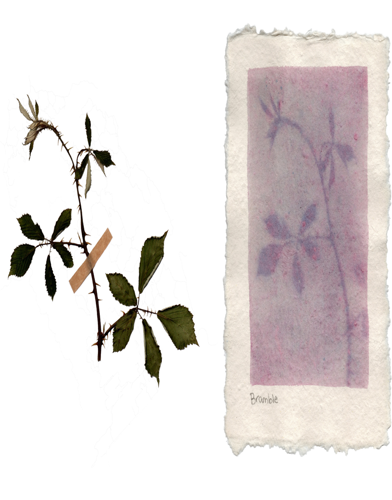 HERBARIUM OF PHOTOGRAPHIC EMULSIONS, Bramble