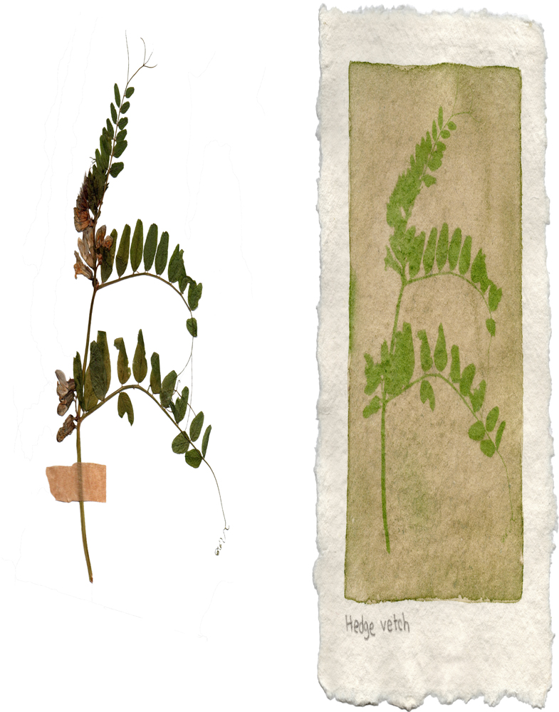 HERBARIUM OF PHOTOGRAPHIC EMULSIONS, Hedge Vetch