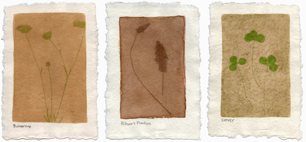 HERBARIUM OF PHOTOGRAPHIC EMULSIONS