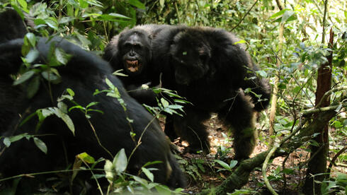 Chimp 'civil war' linked to death of key community mediators, expert says