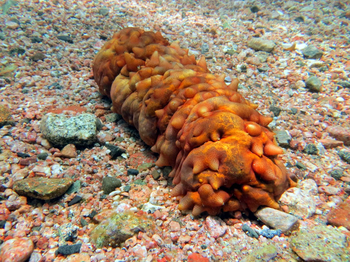 An orange sea cucumber on a sea floor