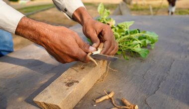 India bans ashwagandha leaf use in any form, industry reacts