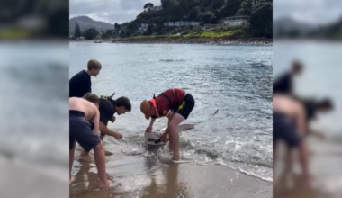 Teen boys’ Pāuanui shark catch-and-release video goes viral online