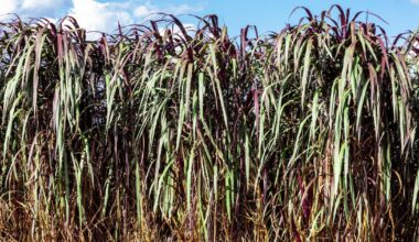 Plant extract improves grip strength in adults showing early stage sarcopenia