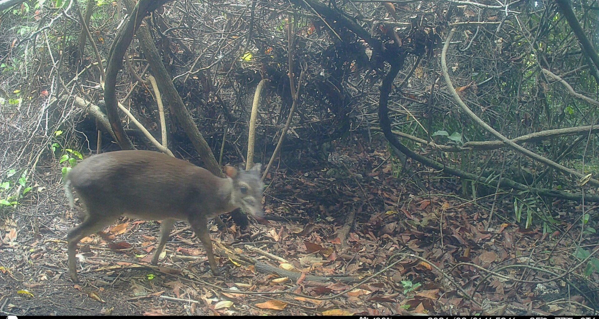 Camera traps take first photos of rare island antelope on Zanzibar 
