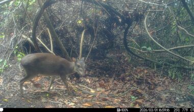 Camera traps take first photos of rare island antelope on Zanzibar 
