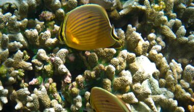 Underwater photo of two yellow butterflyfish with vertical stripes over branching coral