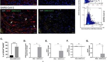 SARS-CoV-2 gliotropism on cortical astrocytes derived from hiPSCs