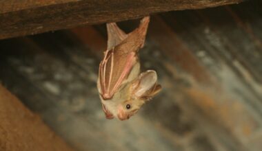 Kenyan bat coronavirus uses human CEACAM6 to enter cells, raising spillover concerns