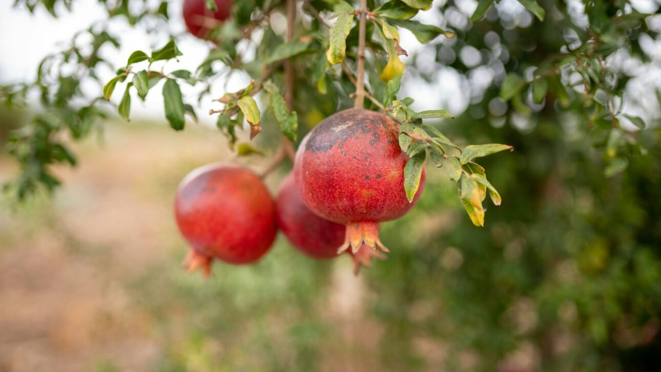 Pomegranate stands out in studies for antioxidant compounds that may influence memory and blood pressure in still specific results.