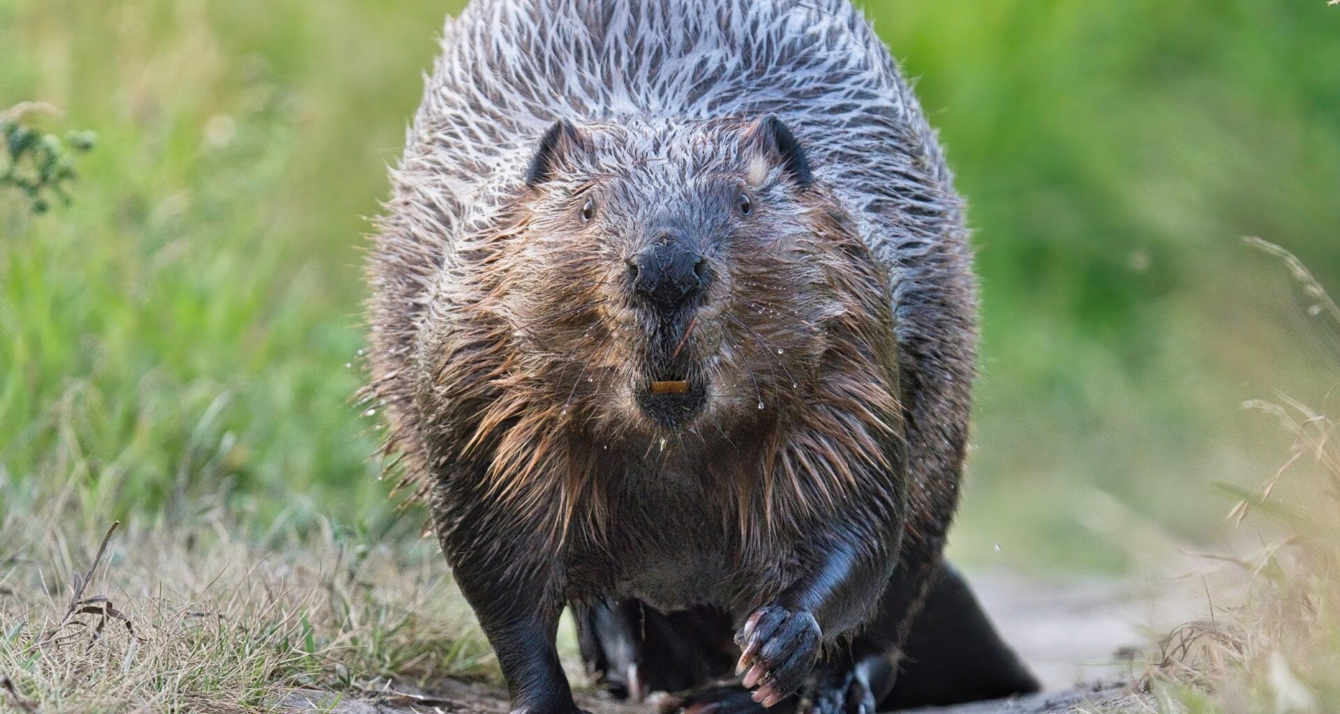 Why beavers are nature’s most powerful engineers
