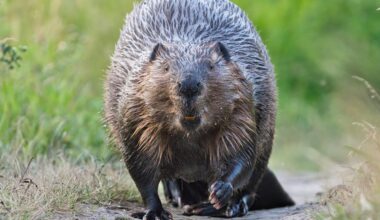 Why beavers are nature’s most powerful engineers