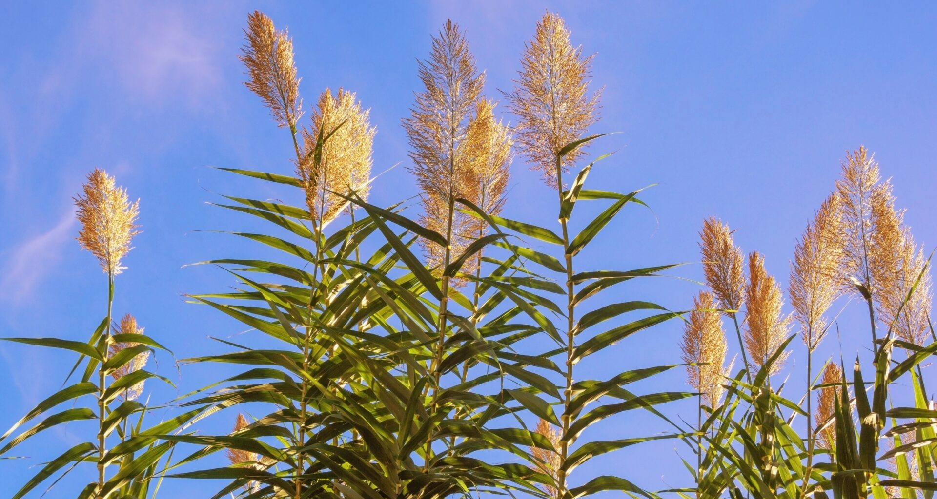 Invasive plant helps mosquitoes grow faster and live longer