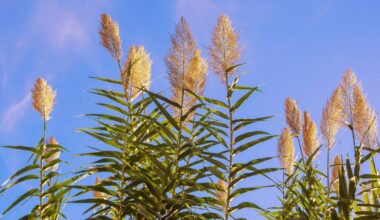 Invasive plant helps mosquitoes grow faster and live longer