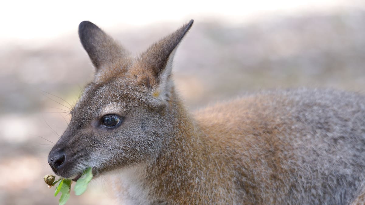Canterbury wallaby containment efforts secure $2 million funding boost