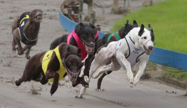 Greyhound racing to end in August as bill passes