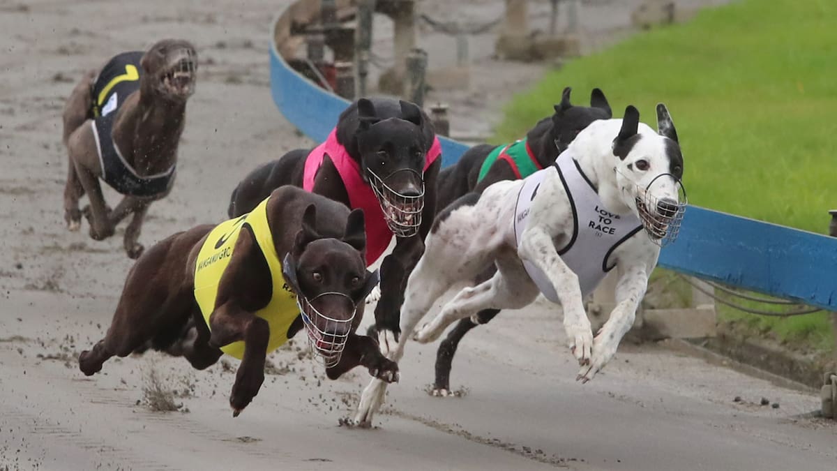 Greyhound racing to end in August as bill passes